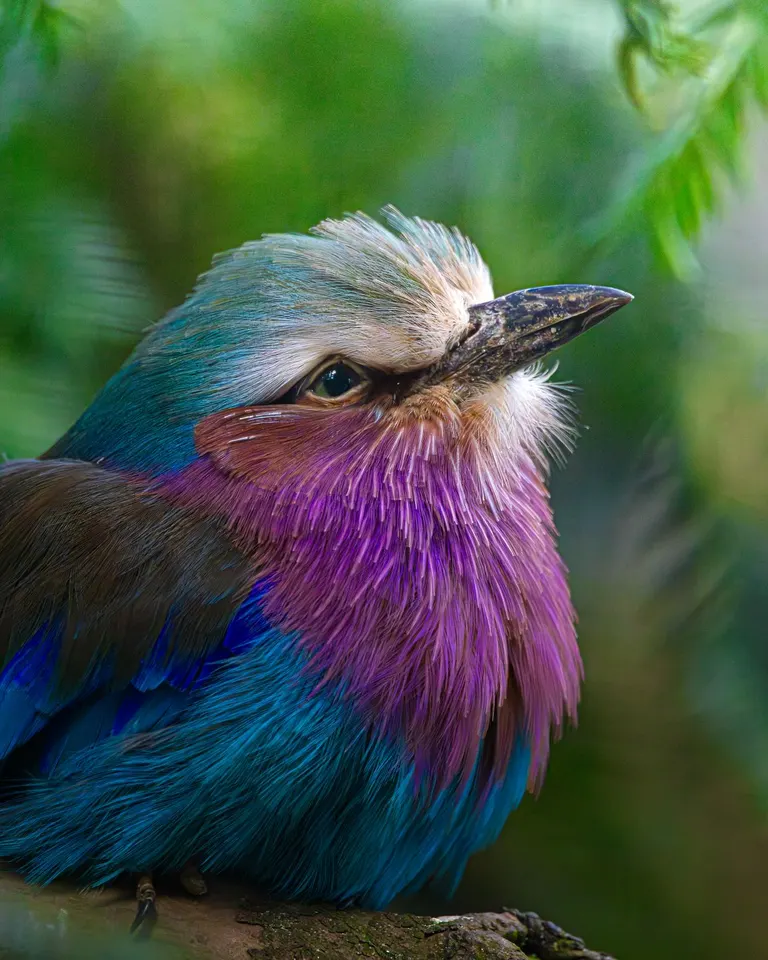 Colorful bird photographed by Jayden Daniel Koek