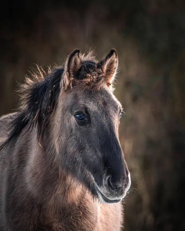 Close-up horse portrait photographed by Jayden Daniel Koek